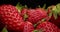 Strawberries, Red Juicy Ripe Strawberries, Close-up, Delicious Summer Berries. Background of Fresh Harvest Strawberries