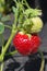 Strawberries ripen in the garden