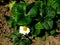 Strawberries seedlings