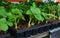 Strawberries to buy in the garden. Young plants for home cultivation in the garden. multipak planter for transfer to balcony, shel