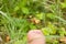 Strawberries wild twigs hand picking close up grass background