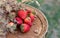 Strawberries on a wine wooden barrel in orchard in summertime. Red fruits or berries and dry grass