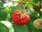 Strawberry against green leaves