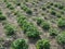 Strawberry beds in the village. Agricultural industry. Summer.