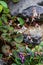 Strawberry begonia in bloom with fancy leaf patternin ged and green