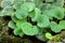 Strawberry Begonia Leaf, Saxifraga stolonifera