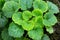 Strawberry Begonia plant, Saxifraga stolonifera