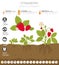 Strawberry beneficial features graphic template. Gardening, farming infographic, how it grows. Flat style design