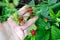 Strawberry berries on the palm. Berry shrub with fruit