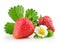 strawberry berry with green leaf and flower