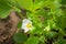 Strawberry blooming with white flowers on a sunny summer day,