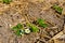 Strawberry blooming with white flowers on a sunny summer day,