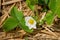 Strawberry blooming with white flowers on a sunny summer day, horizontal photo