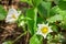 Strawberry blooming with white flowers on a sunny summer day, horizontal photo