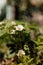 Strawberry blossom bush in the garden. Growing strawberries at home