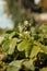 Strawberry blossom bush in the garden. Growing strawberries at home