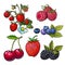 Strawberry blueberry blackberry cherry raspberry vector illustration