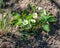 Strawberry bush