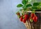 Strawberry bush in a basket on a grey concrete table. lace for text. Grow strawberry crop. Red berry strawberry, leaves, flower.