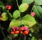 strawberry bush fruits on end of branch