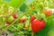 Strawberry bush in the garden