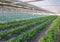 Strawberry bush growing in agriculture farm