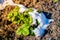 A strawberry bush wakes up after winter under melting snow, close-up. Awakening of plants in the garden bed after the first