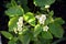 Strawberry bushes in the flowering period close-up