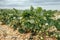 Strawberry bushes with green berries and white flowers