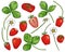 Strawberry collection. Hand drawn sweet red berries, strawberry flowers and leaves on white background. Cartoon vector