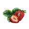 Strawberry composition. Watercolor illustration. For design solutions for packaging, labels and textiles.