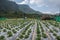 Strawberry cultivation in Vattavada village