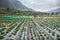 Strawberry cultivation in Vattavada village