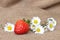 Strawberry and daisies