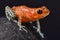 Strawberry dart frog, Oophaga pumilio