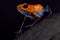 Strawberry dart frog, Oophaga pumilio `Blue jeans Nicaragua`