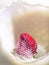 Strawberry falls into milk