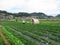 Strawberry Farm, Baguio, Philippines