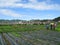 Strawberry Farm, Baguio, Philippines