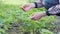 Strawberry farm. Seedling of strawberries. Farmer watching strawberry harvest.