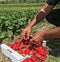 Strawberry Farmer picking Strawberries and putting into a box