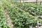 Strawberry farming in containers with canopy and water irrigation