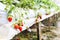 Strawberry farming in containers with canopy and water irrigation system