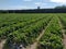 Strawberry farming in New Zealand