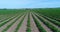 Strawberry field. Aerial view over big plantation of strawberries at sunny day. Camera flying above rows with strawberry