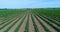 Strawberry field. Aerial view over big plantation of strawberries at sunny day. Camera flying above rows with strawberry