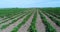 Strawberry field. Aerial view over big plantation of strawberries at sunny day. Camera flying above rows with strawberry