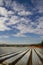 Strawberry field covered in clear plastic with brilliant blue sky and clouds