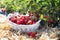 Strawberry field on fruit farm. Berry in basket.