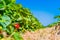 Strawberry field. Garden-bed with some ripe fruit. Blue sky in background